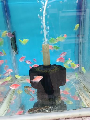 عکس آکواریوم 