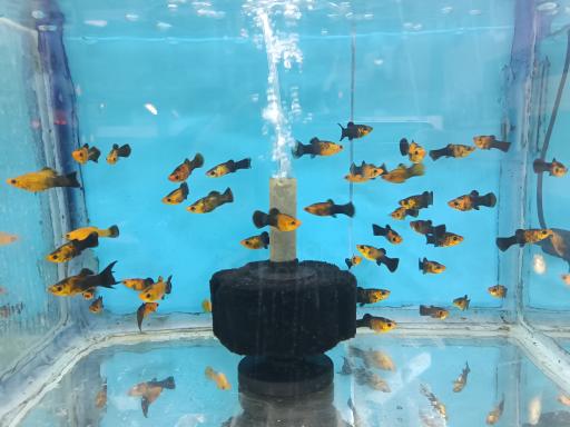 عکس آکواریوم 