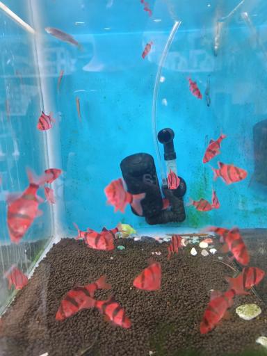 عکس آکواریوم 
