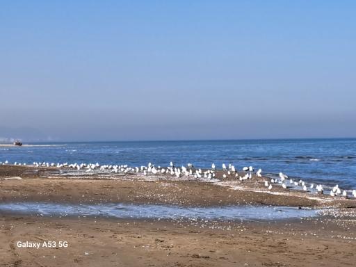 عکس مرداب نشتارود