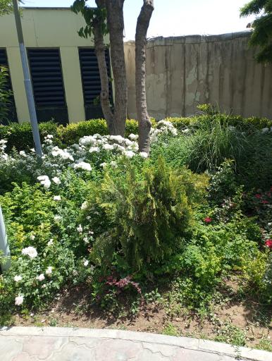 عکس بوستان ری