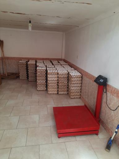 عکس پخش عمده و جزئی تخم مرغ هژبری