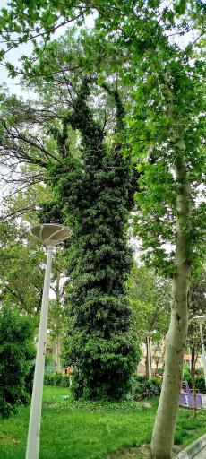 عکس بوستان کودک