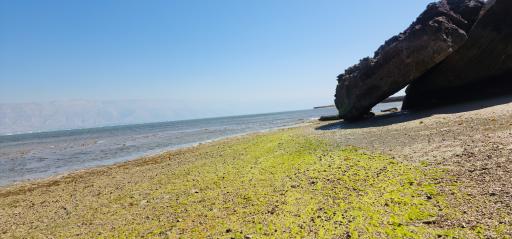 عکس ساحل صخره ای نایبند