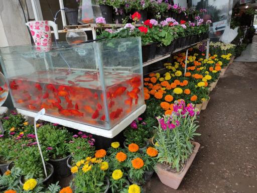 عکس بازار گل فتح‌آباد