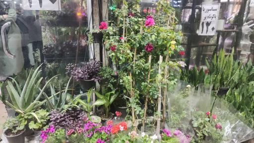 عکس بازار گل فتح‌آباد