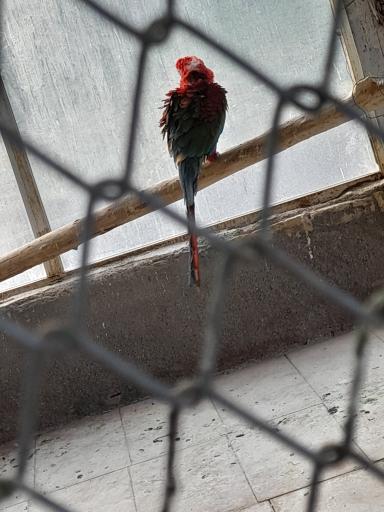 عکس باغ پرندگان قمصر