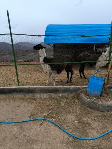 عکس باغ پرندگان قمصر