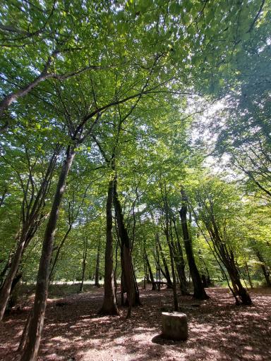 عکس پارک جنگلی نور