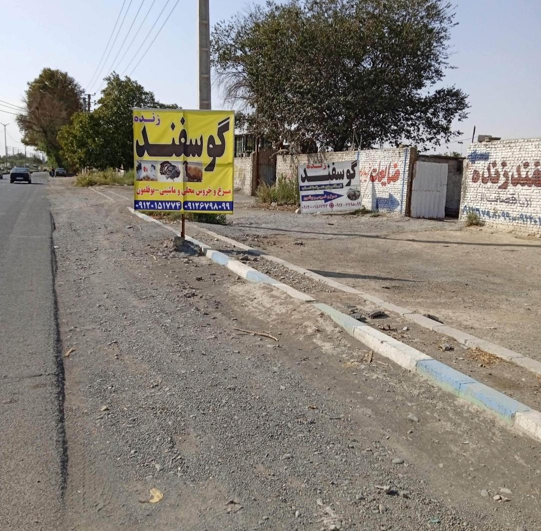 عکس گوسفند زنده مغان