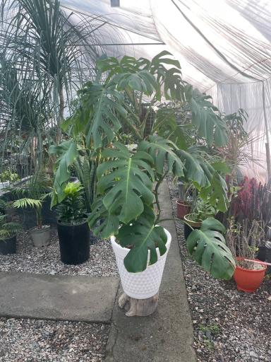 عکس گلکده سلامتی