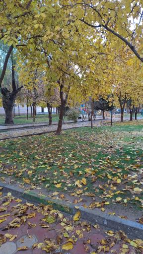 عکس پارک لاله