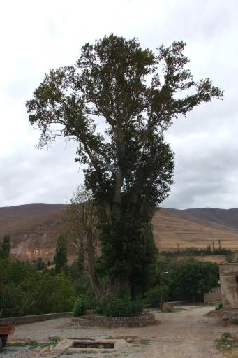 عکس درخت چنار سیردان