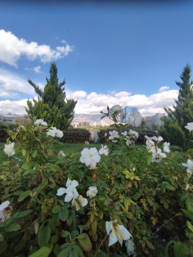 عکس باغ هنر