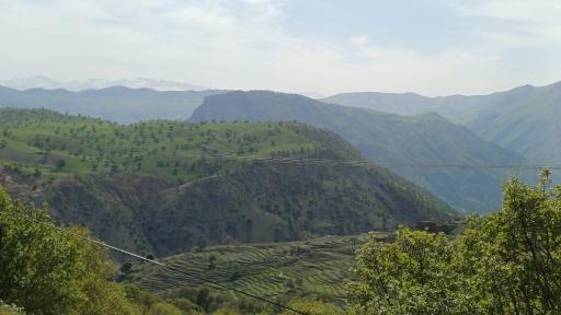عکس سرخون