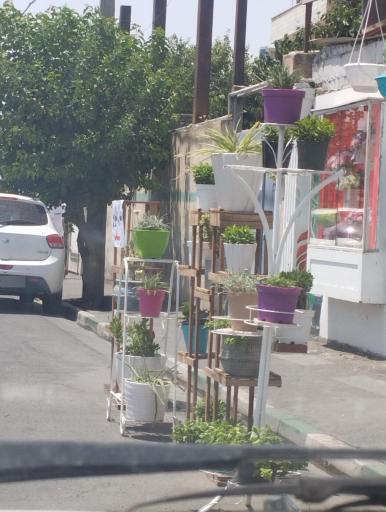 عکس  گل فروشی لادن