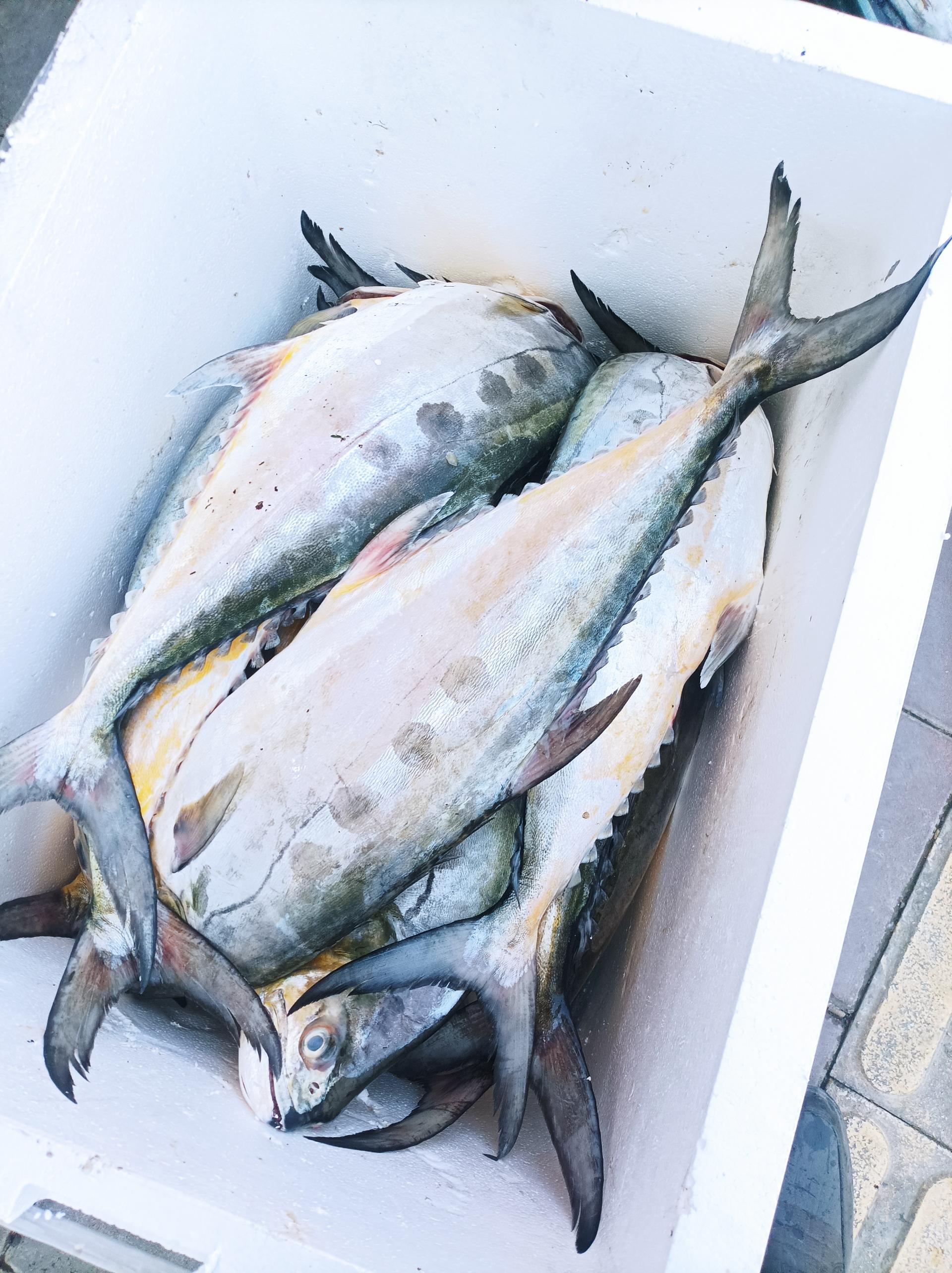 عکس ماهیکده میلاد 