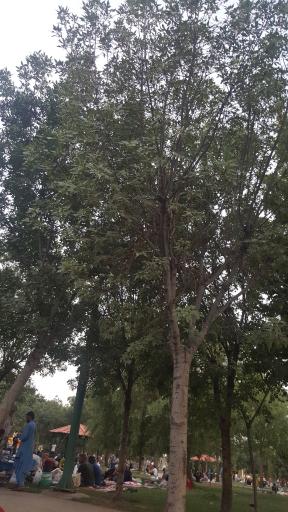 عکس پارک مادر