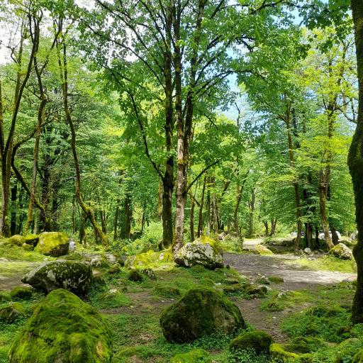 عکس جنگل تیلاکنار