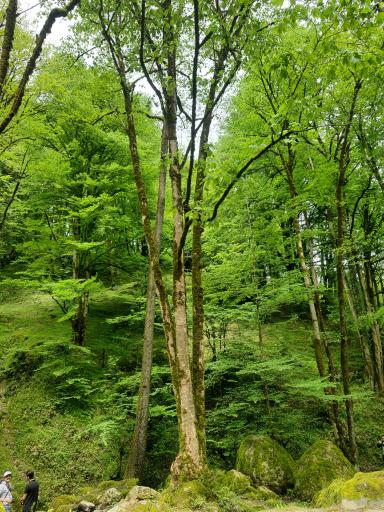 عکس جنگل تیلاکنار