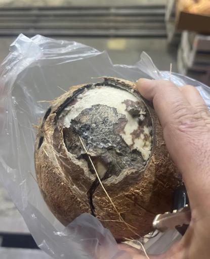 عکس قیزیل آلما 