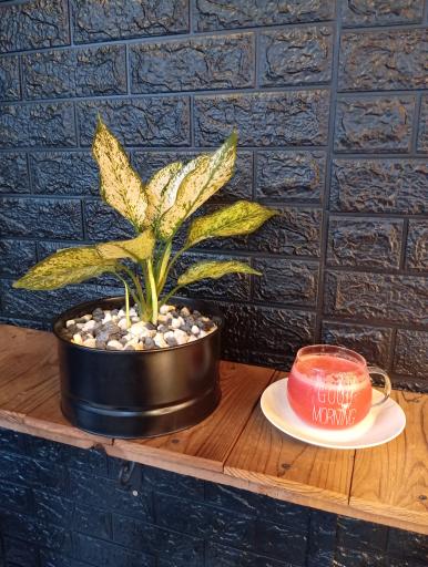 عکس کافه شاهان