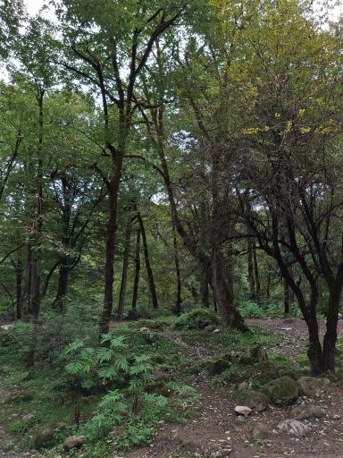 عکس جنگل تیلاکنار