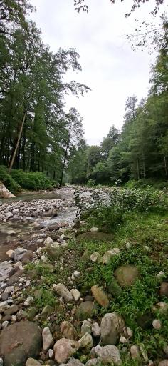 عکس جنگل تیلاکنار