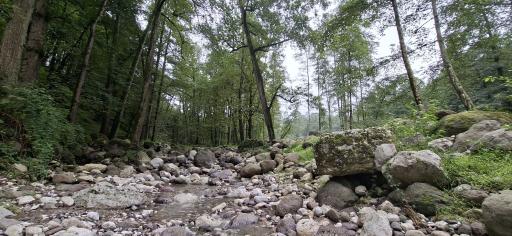 عکس جنگل تیلاکنار