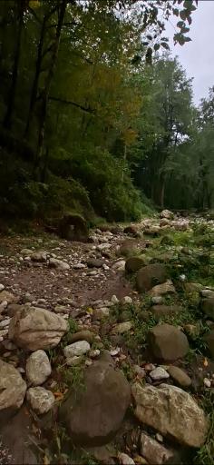 عکس جنگل تیلاکنار