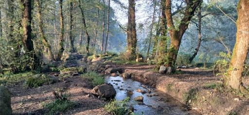 عکس جنگل تیلاکنار