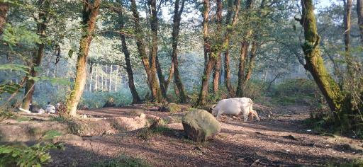 عکس جنگل تیلاکنار