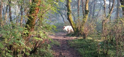 عکس جنگل تیلاکنار