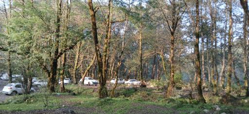 عکس جنگل تیلاکنار