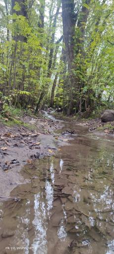 عکس جنگل تیلاکنار