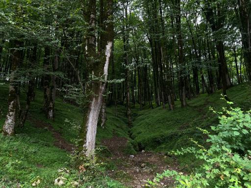 عکس جنگل تیلاکنار