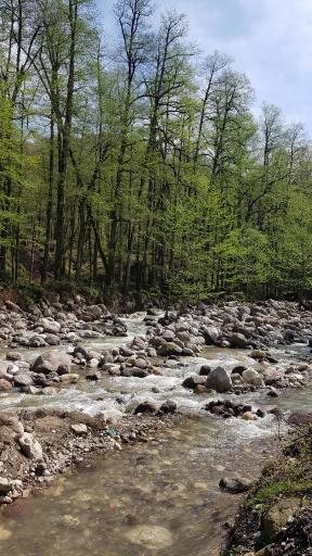 عکس جنگل تیلاکنار