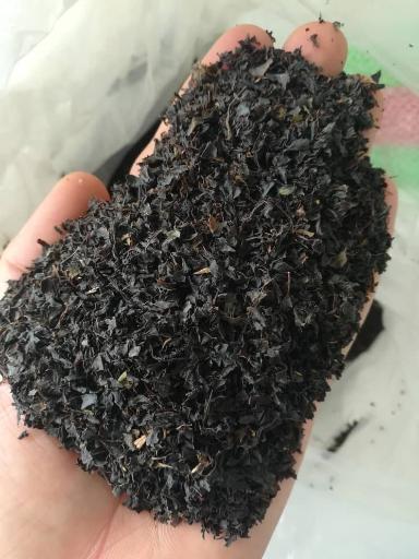 عکس پخش چای سامان