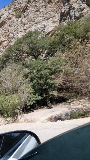 عکس تفرجگاه جنگل گلستان