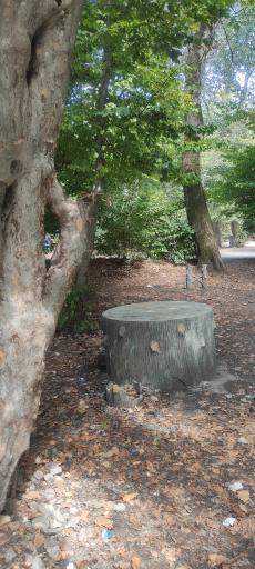 عکس تفرجگاه جنگل گلستان