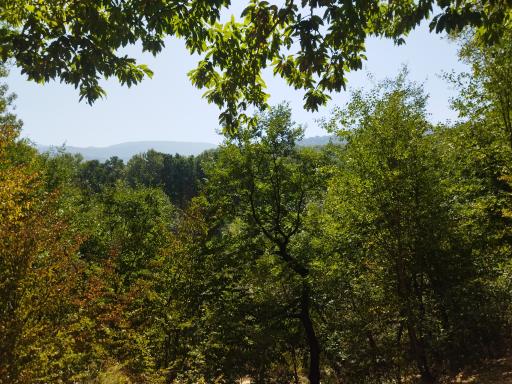 عکس تفرجگاه جنگل گلستان