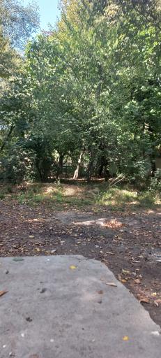 عکس تفرجگاه جنگل گلستان