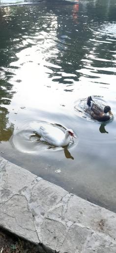 عکس پارک شهید بهشتی (سه باندی)