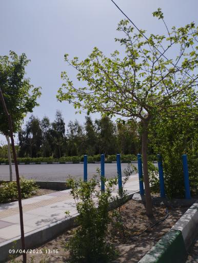 عکس بوستان طراوت