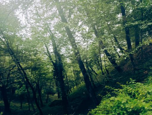 عکس بندرگناوه