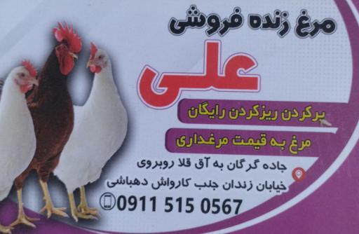 عکس مرغ زنده فروشی علی 