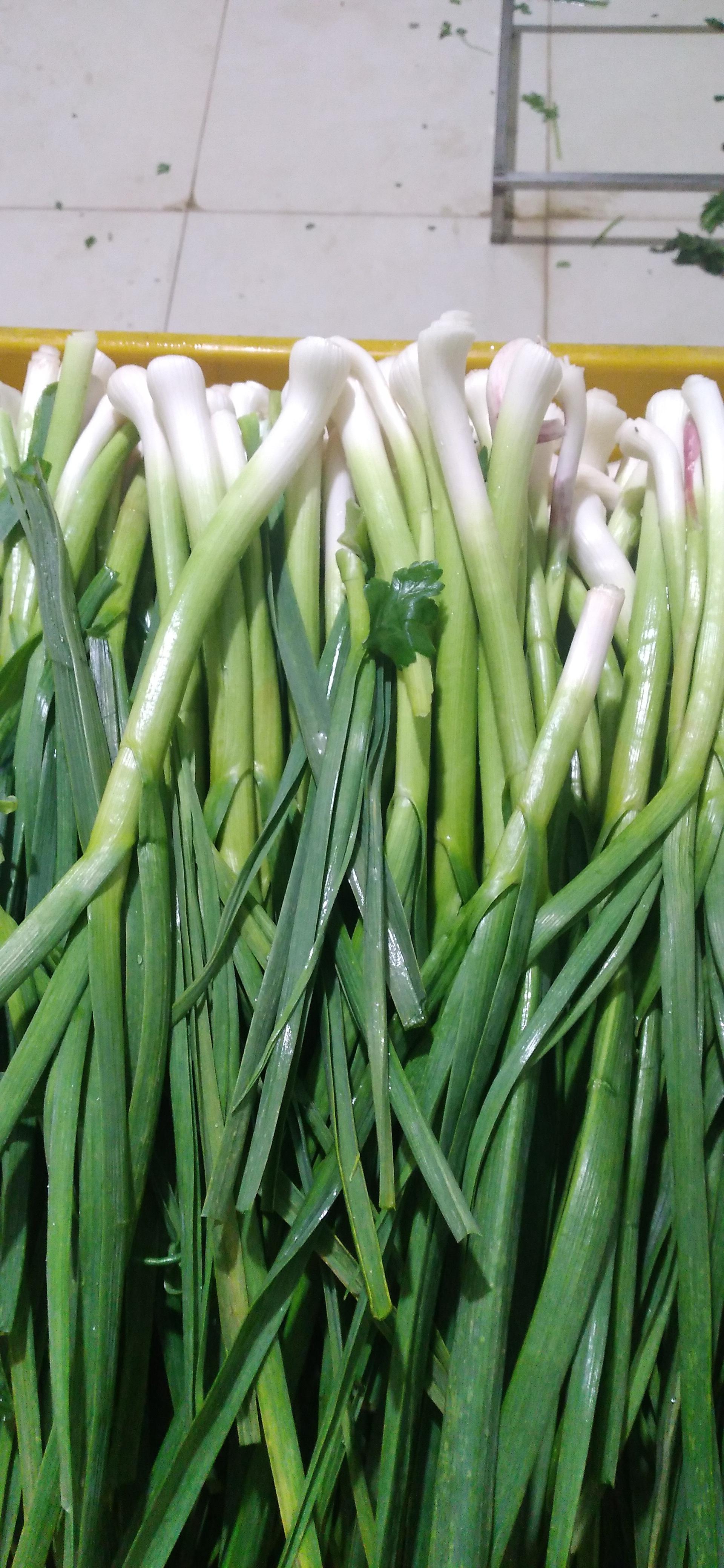 عکس میوه و سبزی آماده به طبخ مهرآبا