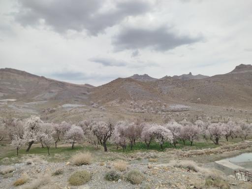 عکس درخت بنه ملا ولی