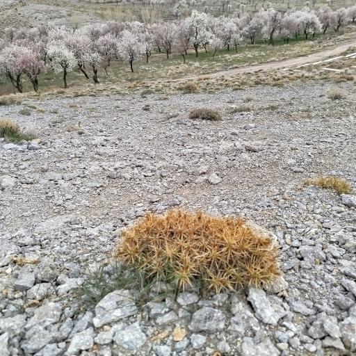 عکس درخت بنه ملا ولی