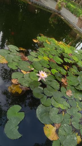 عکس باغ موزه نگارستان